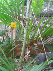 Calamus moti