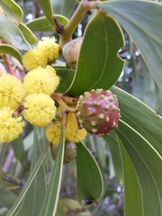 Golden Wattle Gall Wasp