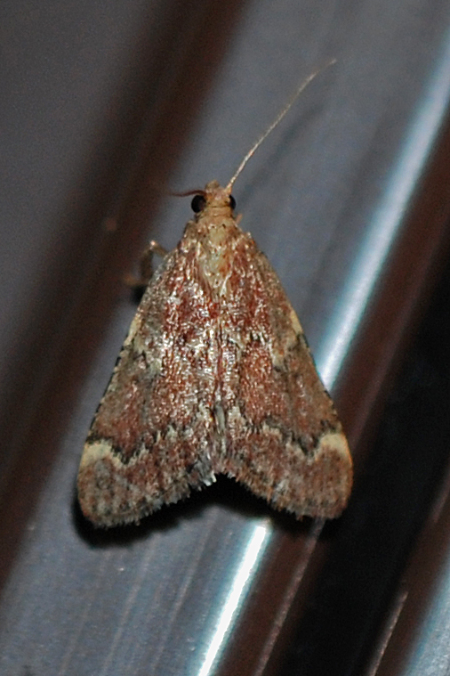 Red-shawled Moth