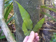 Grypothrix triphylla