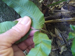 Grypothrix triphylla