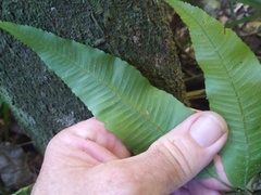 Grypothrix triphylla