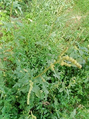 Atriplex tatarica