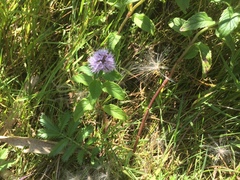 Mentha aquatica