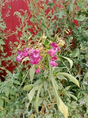 Impatiens glandulifera