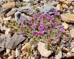 Astragalus kentrophyta implexus