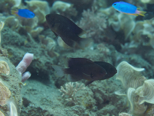 Pomacentrus melanochir observed 2022-07-31
