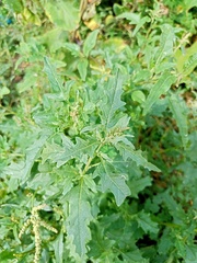 Atriplex tatarica