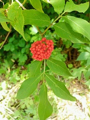 Sambucus racemosa