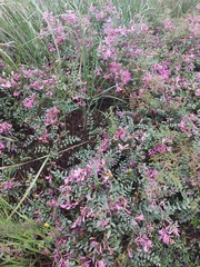 Corethrodendron fruticosum