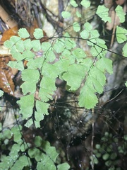 Adiantum fragile