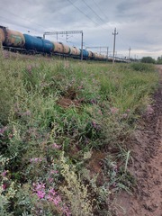 Corethrodendron fruticosum