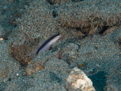 Asterropteryx striata