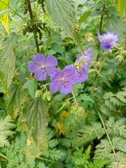 Geranium pratense