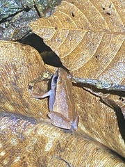 Eleutherodactylus brittoni