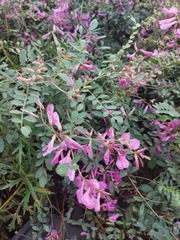 Corethrodendron fruticosum