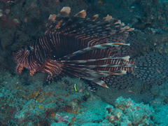 Pterois andover