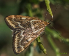 Pyrausta limbopunctalis