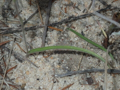 Caladenia pachychila