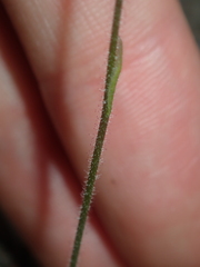 Caladenia pachychila