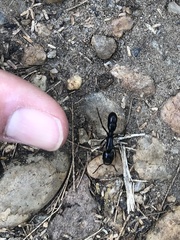 Plectroctena