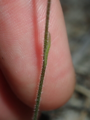 Caladenia pachychila