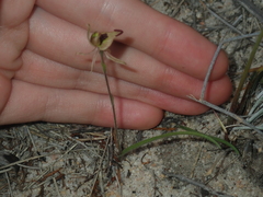 Caladenia pachychila