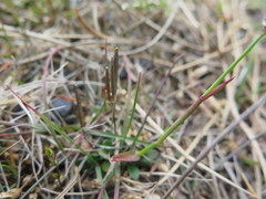 Cardamine bellidifolia