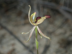 Caladenia pachychila