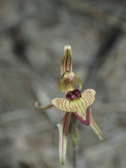 Caladenia pachychila