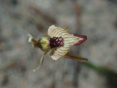 Caladenia pachychila