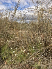 Brachyscome paludicola