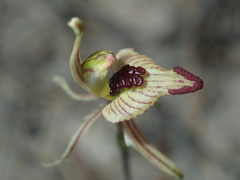 Caladenia pachychila