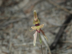 Caladenia pachychila