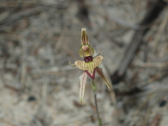 Caladenia pachychila