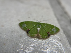 Comibaena subdelicata