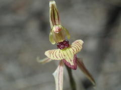 Caladenia pachychila