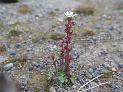 Saxifraga cernua