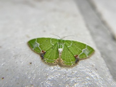 Comibaena subdelicata