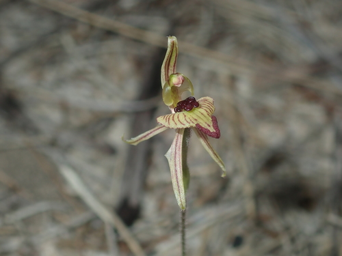 Image of Caladenia pachychila by (c) Thomas Mesaglio, some rights reserved (CC BY)