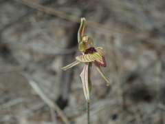Caladenia pachychila