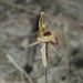 Dwarf Zebra Orchid - Photo (c) Thomas Mesaglio, some rights reserved (CC BY), uploaded by Thomas Mesaglio