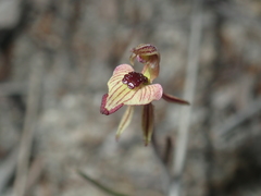 Caladenia pachychila