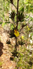 Pultenaea rariflora