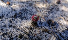 Drosera minutiflora