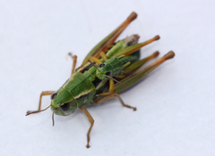 Kosciuscola usitatus