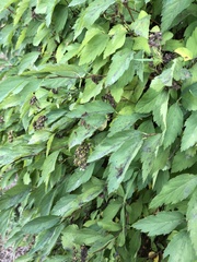 Spiraea chamaedryfolia