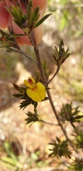 Pultenaea rariflora