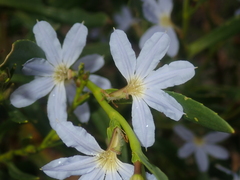Scaevola porocarya
