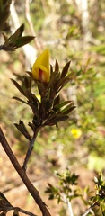 Pultenaea rariflora